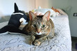 © davidrbcelta - Gato atigrado relajado en una cama blanca con un peluche de orca y otros gatos durmiendo en el fondo.