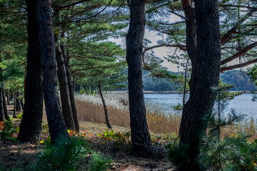 Wall Mural - Beautiful lakeside panoramic view with blue sky in the park.