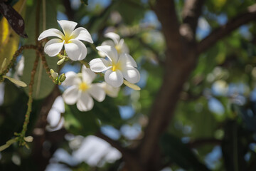 Wall Mural - White plumeria flowers blooming on a tree with bright green leaves under a clear blue sky and sunlight.