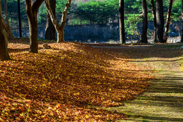 Wall Mural - Beautiful and colorful Autumn landscape yellow,orange and red.