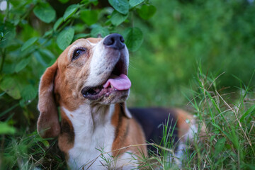 Wall Mural - Portrait of a cute beagle dog lying on the green grass outdoor.