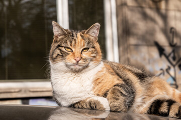 Wall Mural - Beautiful street tricolor cat on car roof closeup on sunny day