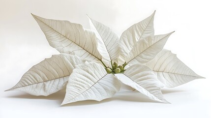 Wall Mural - White Poinsettia Flower Isolated on White Background