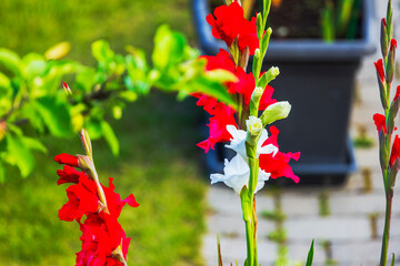 Wall Mural - Beautiful view of blooming gladiolus flowers in vibrant red and white colors in garden.