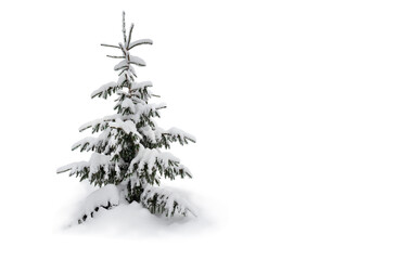 Wall Mural - fir trees covered snow on a white background. christmas trees in snow