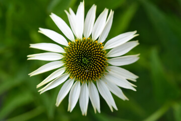 Wall Mural - Yellow and white chamomile close-up.White flower top view.