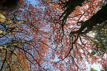 Wall Mural - Looking up Acer trees in the Spring	