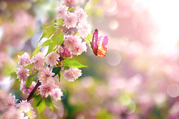 Wall Mural - branch of blossoming cherry sakura on spring background, fluttering blue butterfly in spring on natu