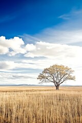 African grassland with some trees