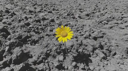 Sticker - Lone yellow daisy in gray soil.