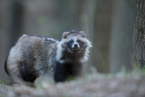 Jenot (Nyctereutes) raccoon dog