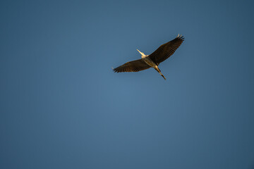 Poster - Grey Heron in Flight Against Blue Sky