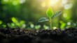 © Juan - Young green seedling growing in rich soil under sunlight
