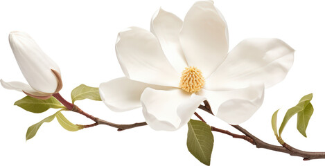 Poster - Elegant white magnolia blossom in full bloom