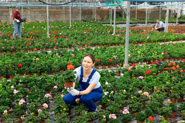 Wall Mural - Adult woman gardener holding flower pot with blooming peralgonia in greenhouse