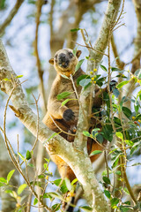 Wall Mural - Lumholtz's tree-kangaroo is a rare, long-tailed marsupial found in rainforests in northeastern Australia. Like most tree-kangaroos, it lives alone in trees and feeds on plant matter.