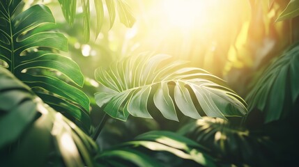 Wall Mural - Sun shining through lush green tropical foliage.