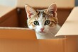 © aleksandr - Cat in a Box An inquisitive cat peeking out from a cardboard box