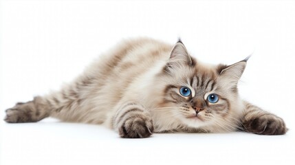 Poster - lovely Siberian cat , soft and sweet