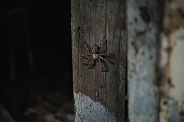 Wall Mural - Spider lurking in a dark corner of an old barn