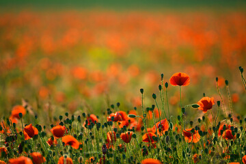 Wall Mural - red poppy flowers against sunset sky