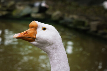 Wall Mural - a white goose poses elegantly with its neck extended by a tranquil pond.