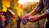 Manos de un agricultor vendimiando en el campo con un racimo de uvas maduras en un viñedo con luz de atardecer durante la vendimia