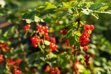 Wall Mural - Red currant berries grow in sunny garden. Red currants plantation in summer field.