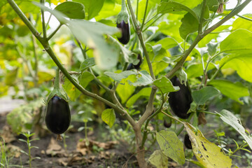 Wall Mural - Aubergine eggplant plants in a greenhouse.