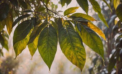Poster - Leaf is hanging from a tree. The leaf is green and has a few drops of water on it