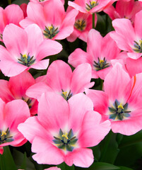 Wall Mural - tulips flowers blooming in the spring