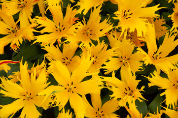 Wall Mural - tulips flowers blooming in the spring
