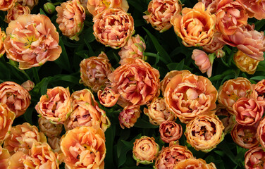 Wall Mural - tulips flowers blooming in the spring