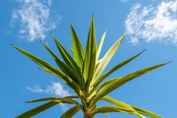 Wall Mural - 青空の下で輝く緑の葉と尖った形状の植物の姿