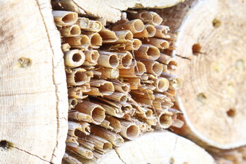 bee nest in nature