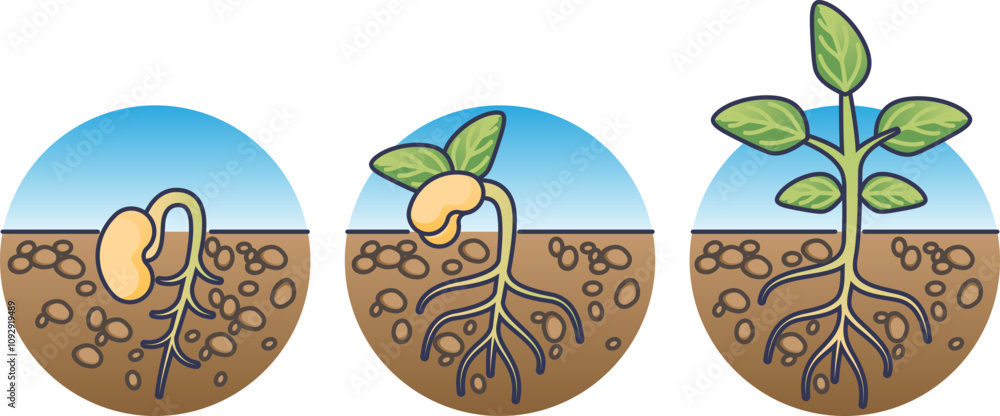 Define Sprouting Illustration of seedling growth stages: germination, sprouting, and ...