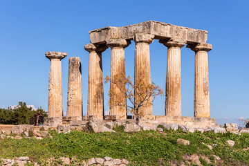 Wall Mural - Ruins of the ancient Corinth Temple of Apollo, with weathered stone columns and a small tree in front, set against a bright blue sky. Corinth, Greece