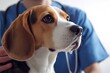 © Fox - A dedicated veterinarian provides compassionate care for a beloved Beagle dog within a professional clinic setting, ensuring that the canine receives the best medical attention it needs