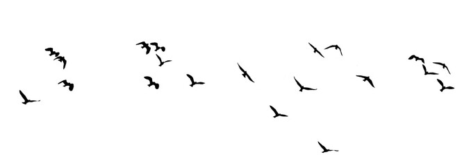 Wall Mural - flock of birds silhouette isolated on clear background