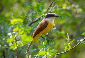 Wall Mural - Great Kiskadee Perched in a Tree