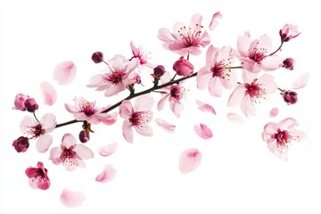 Aufkleber - Beautiful spring meadow flora isolated on background with pink flower petals flying or falling.
