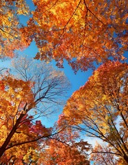 Canvas Print - Vibrant autumn leaves create a stunning canopy against a clear blue sky.