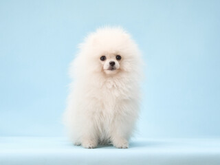  A fluffy white Pomeranian puppy stands alone against a soft blue background. The puppy dense coat and curious expression are captured in the studio shot.