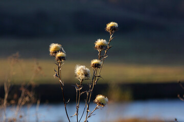 Wall Mural - A bunch of thistle flowers in front of a body of water