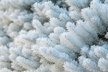 solid background with frosty spruce branches close-up