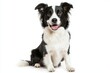 © Png - Video - Photo - Happy Border Collie sitting on a white isolated background.