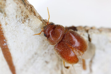 Wall Mural - Tobacco beetle Lasioderma serricorne. A beetle preparing for flight.