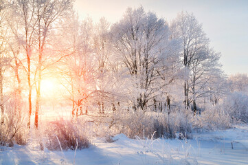 winter landscape - frosty trees in winter forest in the sunny morning. winter landscape with winter 