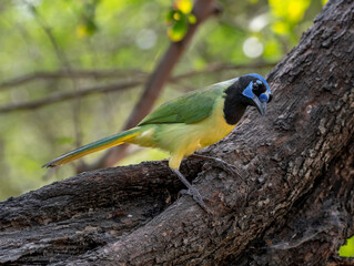 Wall Mural - perched green jay