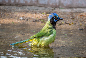Wall Mural - bathing green jay